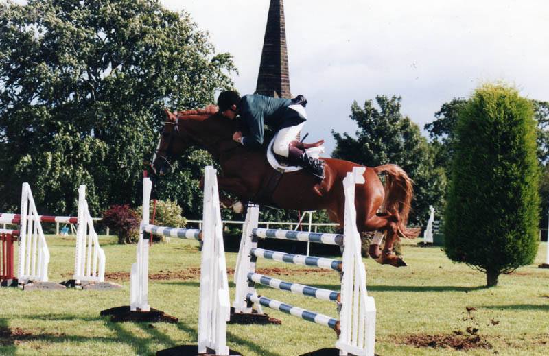 Irish Showjumping Stallion.jpg